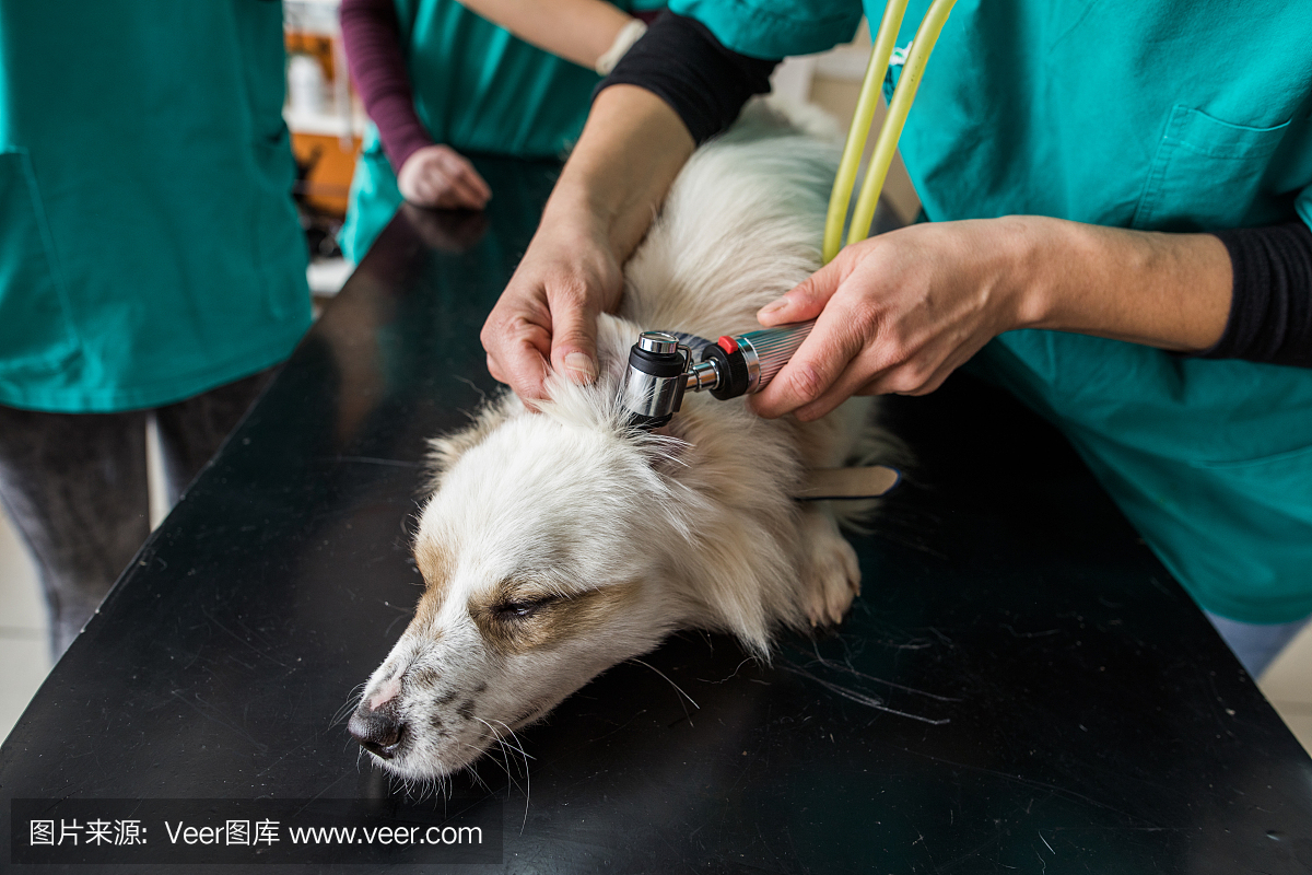 不认识的兽医检查狗的耳朵在医疗检查在兽医的办公室。