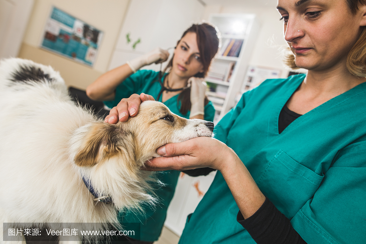 女兽医在兽医办公室检查犬只时的合作。