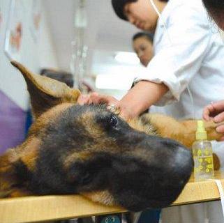 皇家宠物医院深圳市宠物医院投资管理皇家宠物医院主营产品