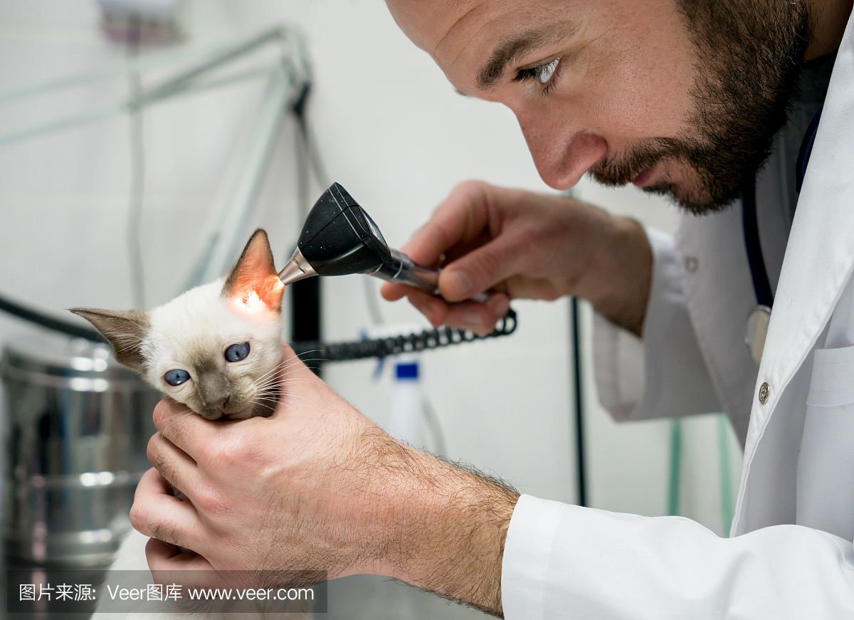 男兽医看一只猫的耳朵与耳镜,同时抱紧他在诊所
