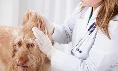 张店发公告规范动物诊疗行为 宠物医院无证行医将受罚,细则是…