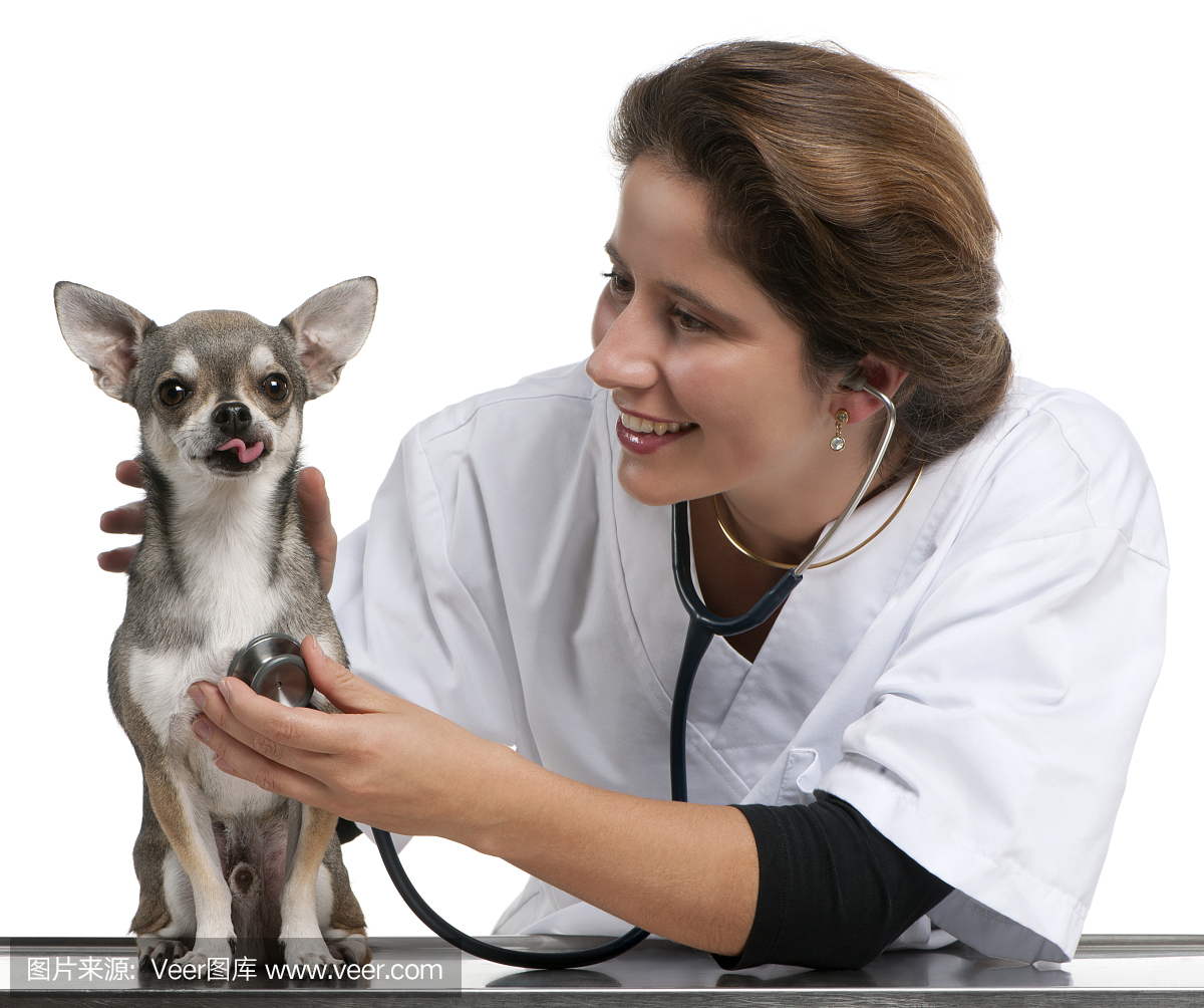 兽医用听诊器在白色的前面检查一只吉娃娃