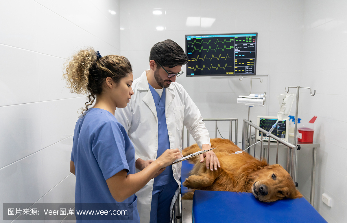 在兽医诊所,医生们正在检查一只生病的狗